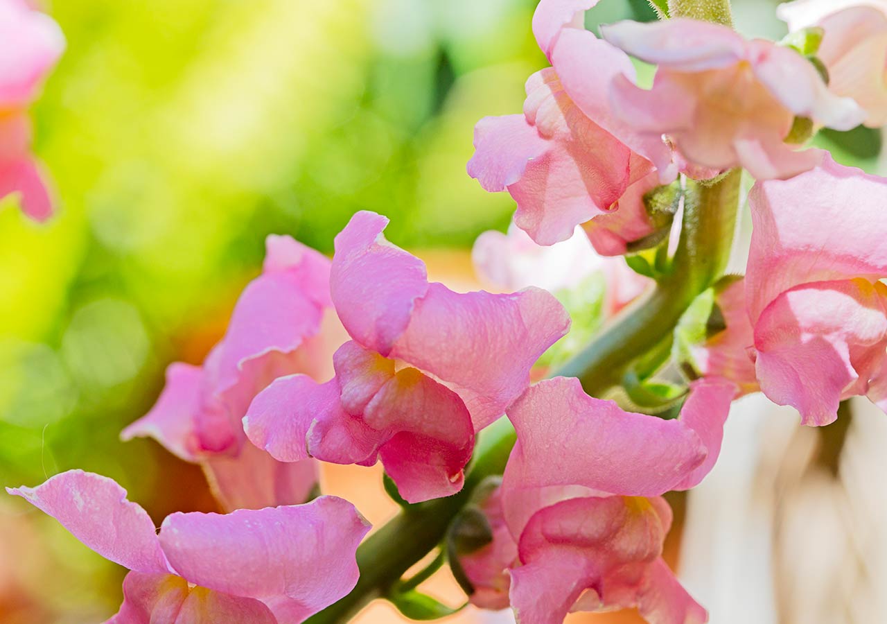 Cut Flowers Industry and the Global Pandemic of 2020