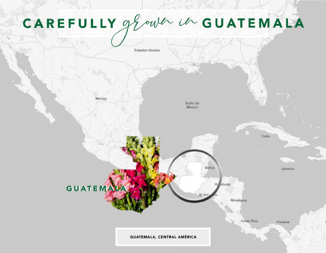 Guatemala efarm snapdragons
