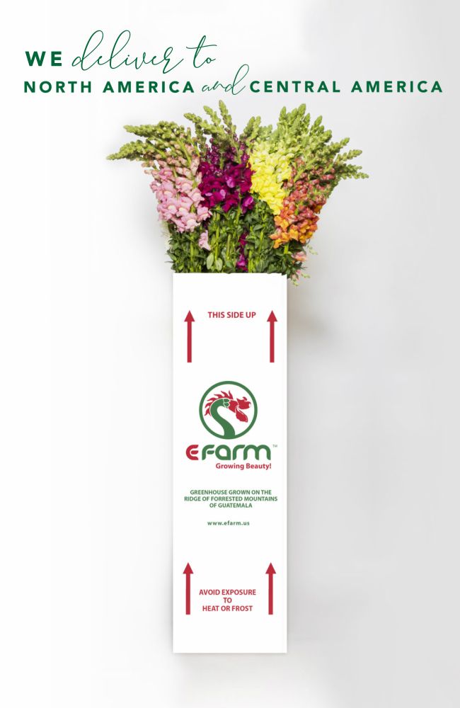 white box snapdragon efarm orders distribution
